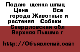 Подаю. щенка шпиц  › Цена ­ 27 000 - Все города Животные и растения » Собаки   . Свердловская обл.,Верхняя Пышма г.